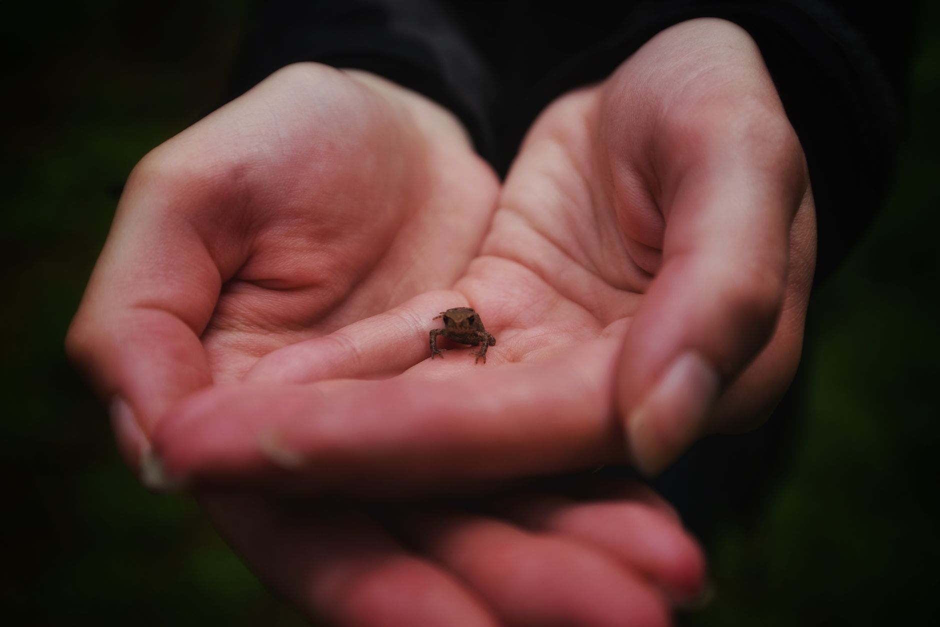 new frog discovery